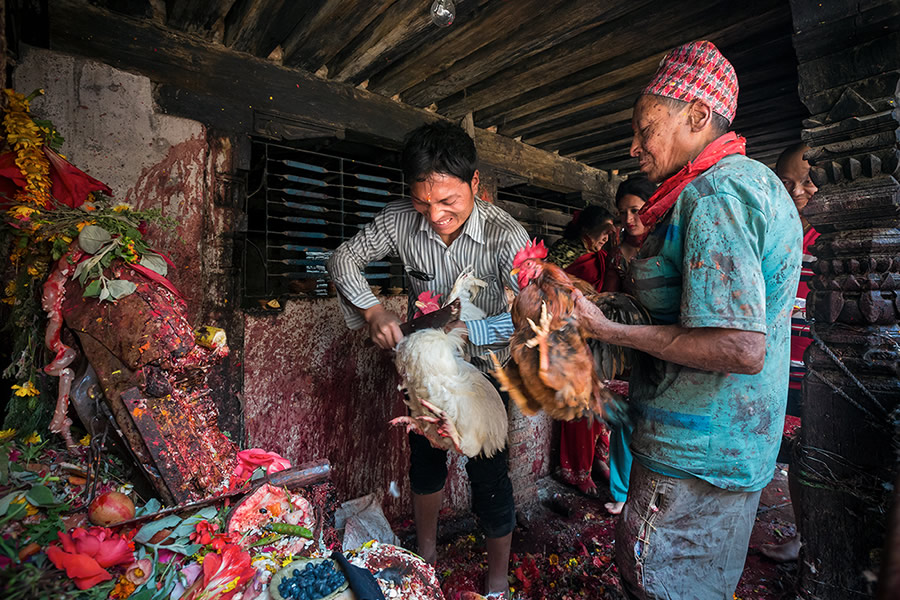 Animal sacrifice during the festival